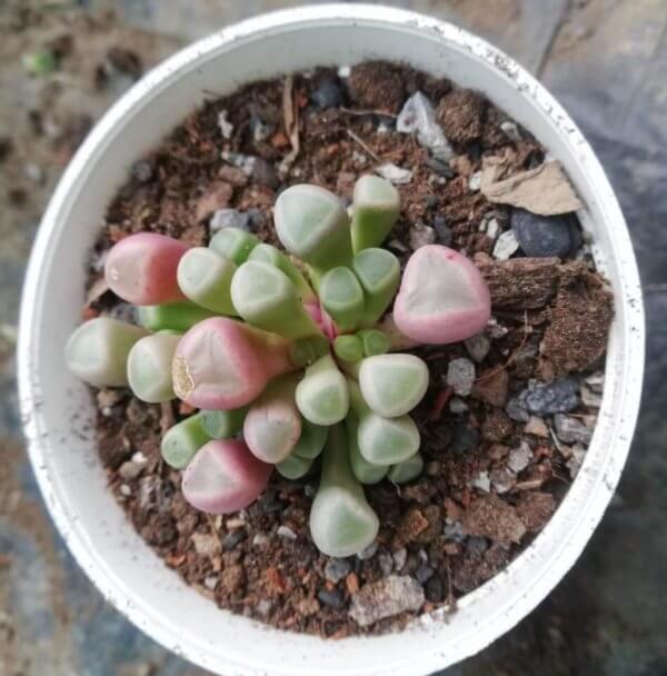Baby Toes Succulent Plant