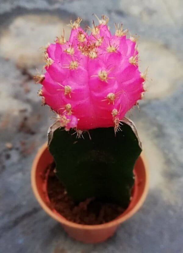 Moon Cactus (Pink)