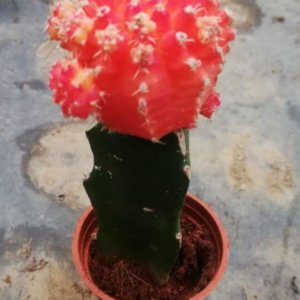 Moon Cactus (Orange)