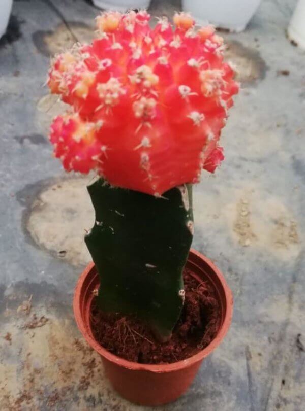 Moon Cactus (Orange)