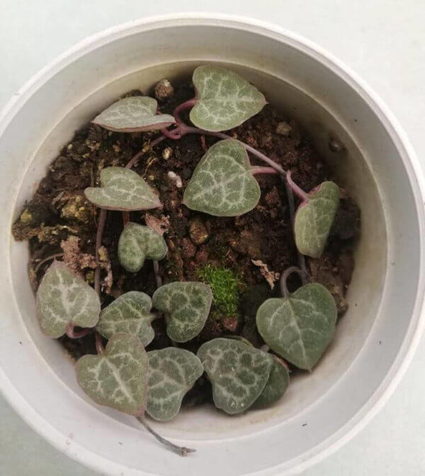 String Of Hearts