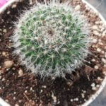 Old-lady pincushion Cactus