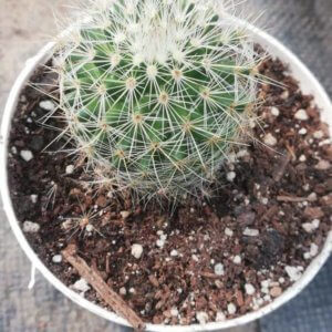 Greenflower nipple cactus
