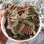 Campfire Succulent Plant (Variety 1)