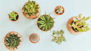 10 Low-Maintenance Succulents Perfect for Busy Plant Lovers