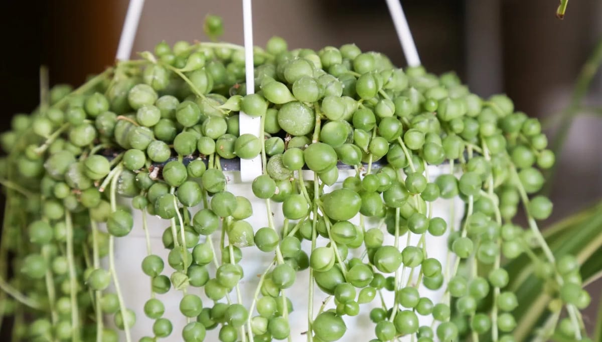 String of Pearls Succulent: Nature's Dainty Delight