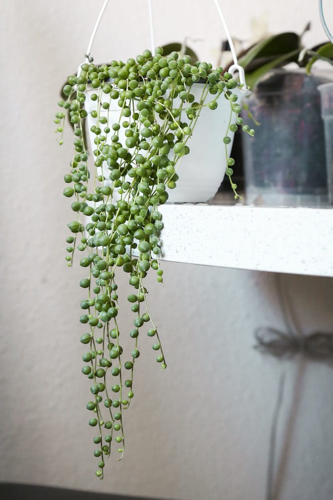 String of Pearls succulent